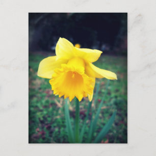 Daffodil Postkarte