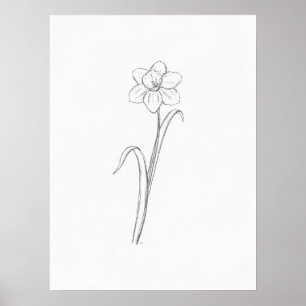 Daffodil Sketch Print Poster