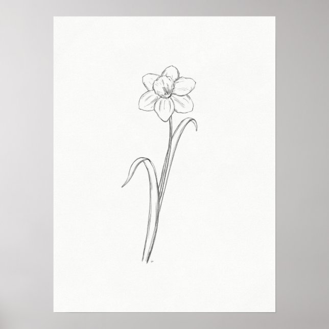 Daffodil Sketch Print Poster (Vorne)