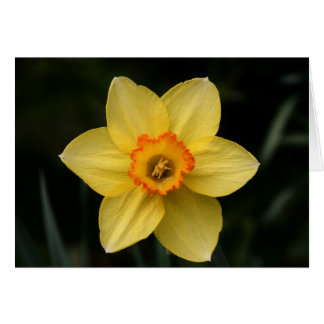 "daffodil" von Larry Coressel