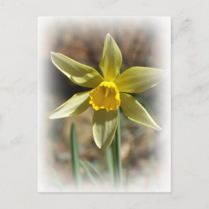 Daffodill Postcard Postkarte