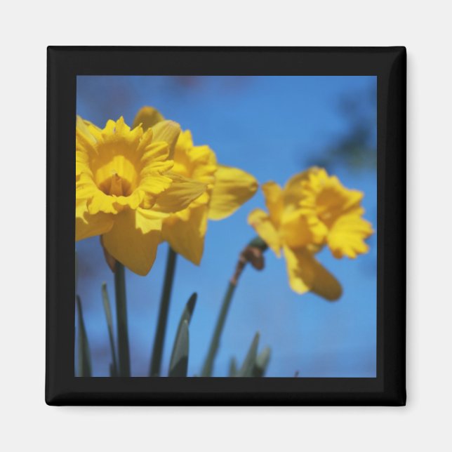 Daffodills Magnet (Vorne)