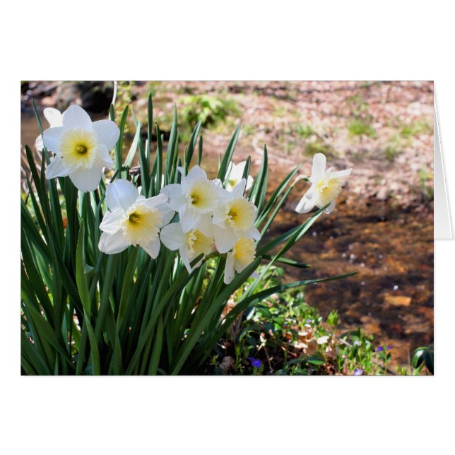 Daffodils By Brook Flower Photography Note Card (Vorderseite (Horizontal))
