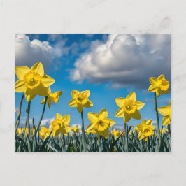 Daffodils Dancing Postkarte
