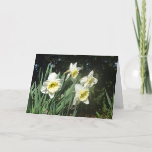 Daffodils Feiertagskarte