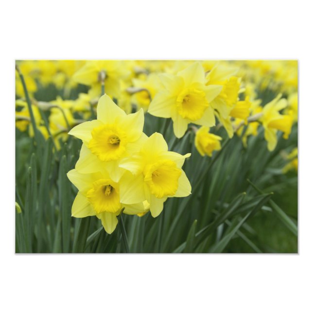 Daffodils Fotodruck (Vorne)