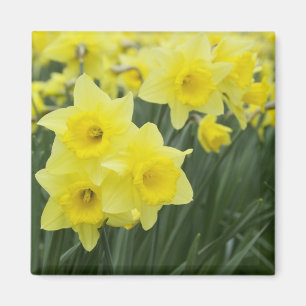 Daffodils Magnet