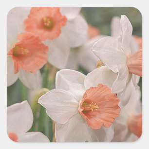 Daffodils Peach Quadratischer Aufkleber