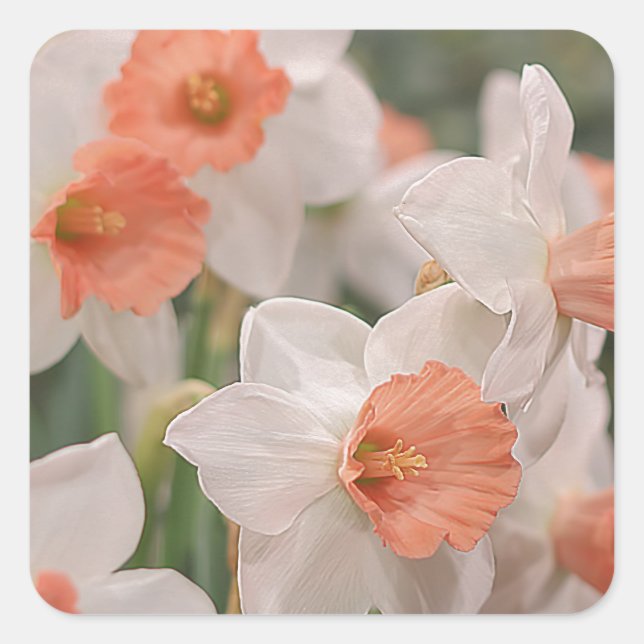 Daffodils Peach Quadratischer Aufkleber (Vorderseite)