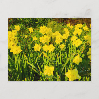 Daffodils  postkarte