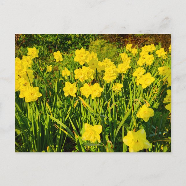 Daffodils  postkarte (Vorderseite)