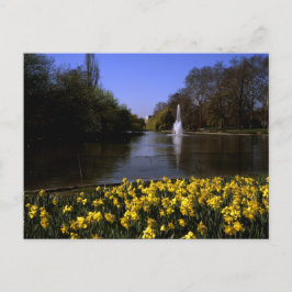 Daffodils St James's Park London Postkarte
