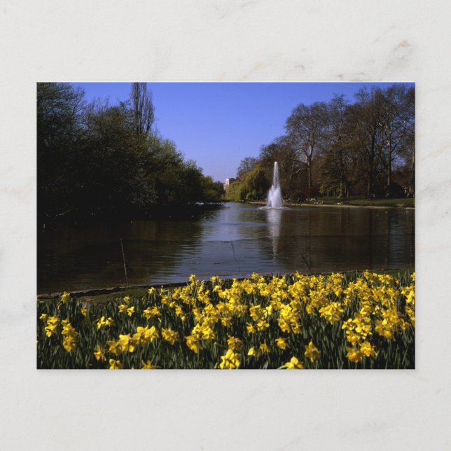 Daffodils St James's Park London Postkarte (Vorderseite)