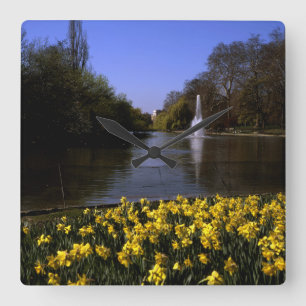 Daffodils St James's Park London Quadratische Wanduhr