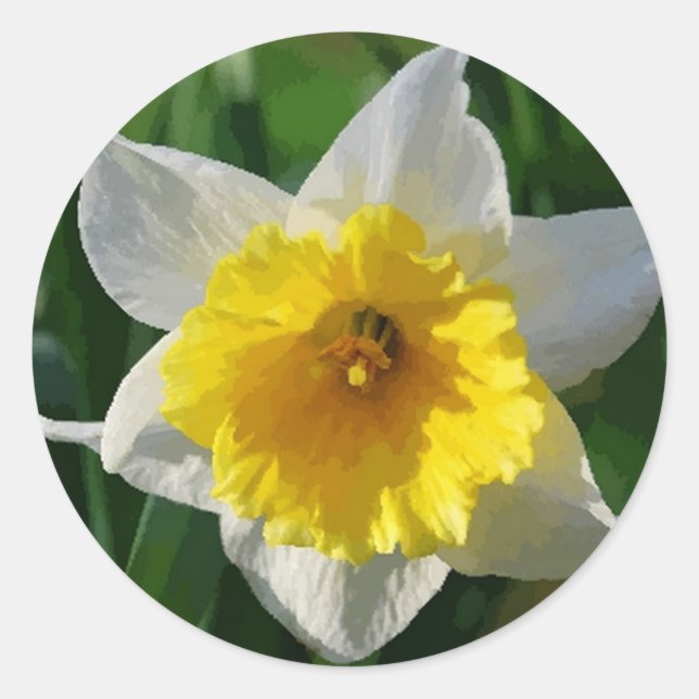 Daffodils Symbolize Erneuerung - Aufkleber (Vorderseite)