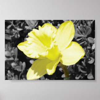 Daffodin im Blut Poster