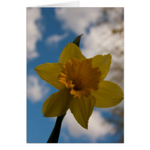 Daffodin im Frühjahr