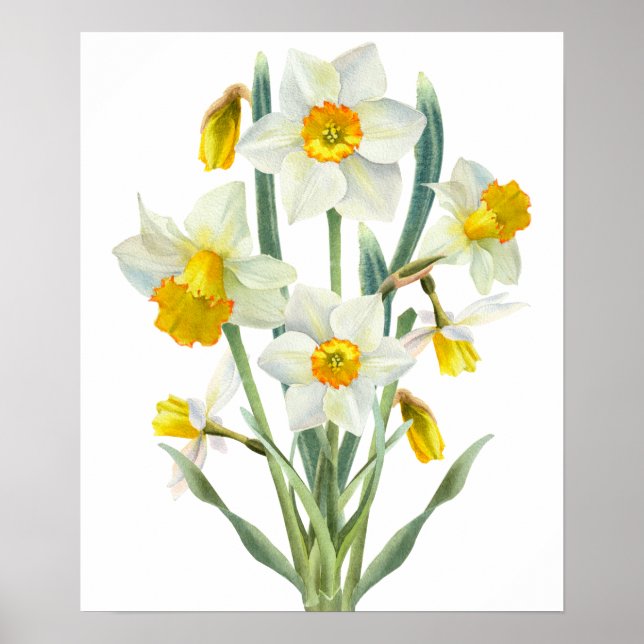 Daffodin Spring Blume Bouquet Floral Wasserfarbe Poster (Vorne)