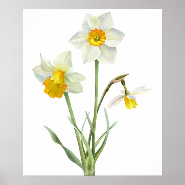 Daffodin Spring Blume Bouquet Floral Wasserfarbe Poster (Vorne)