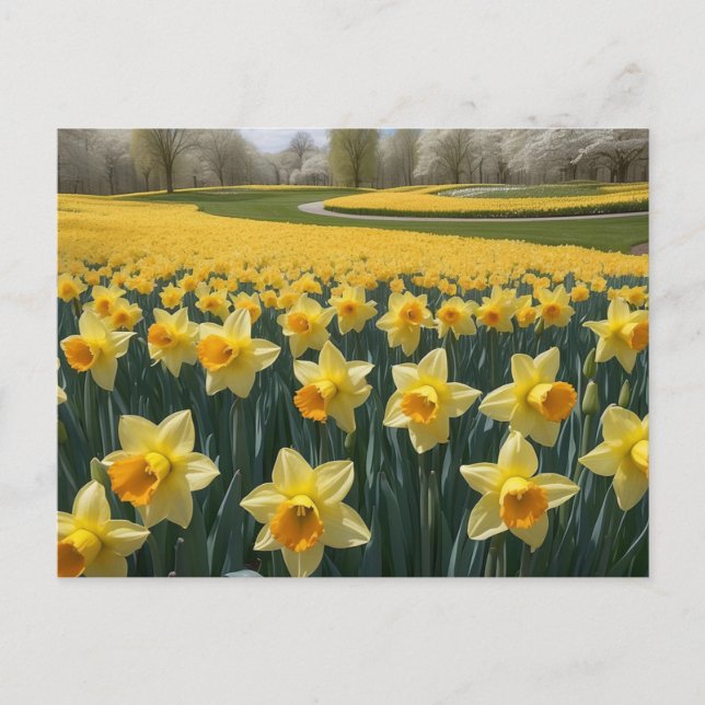 Daffodis Postkarte (Vorderseite)