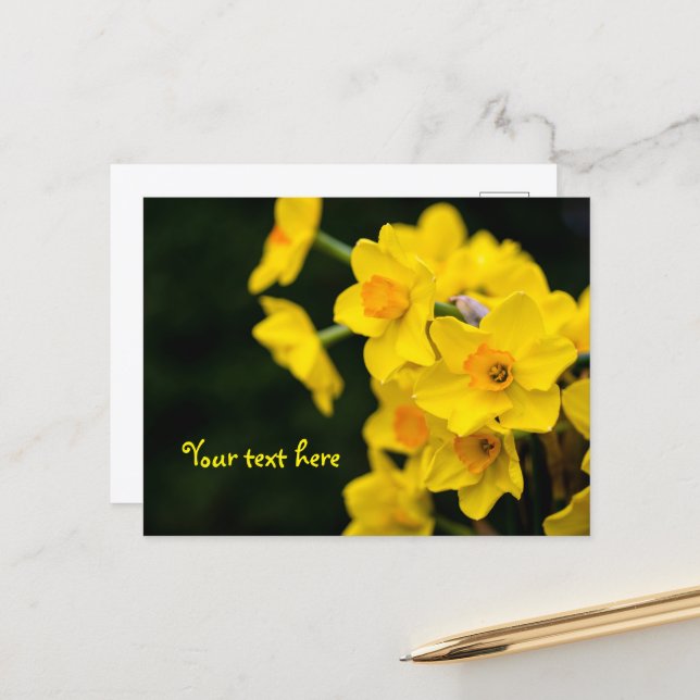 Daffodis Postkarte (Vorderseite/Rückseite Beispiel)