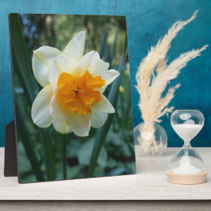 Daffodische Blume Fotoplatte