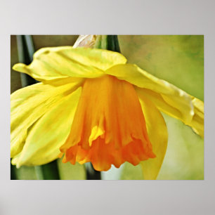 Daffodische Blume Gelbe Fotografie Print Poster