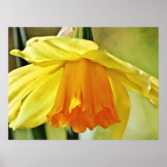 Daffodische Blume Gelbe Fotografie Print Poster (Vorne)