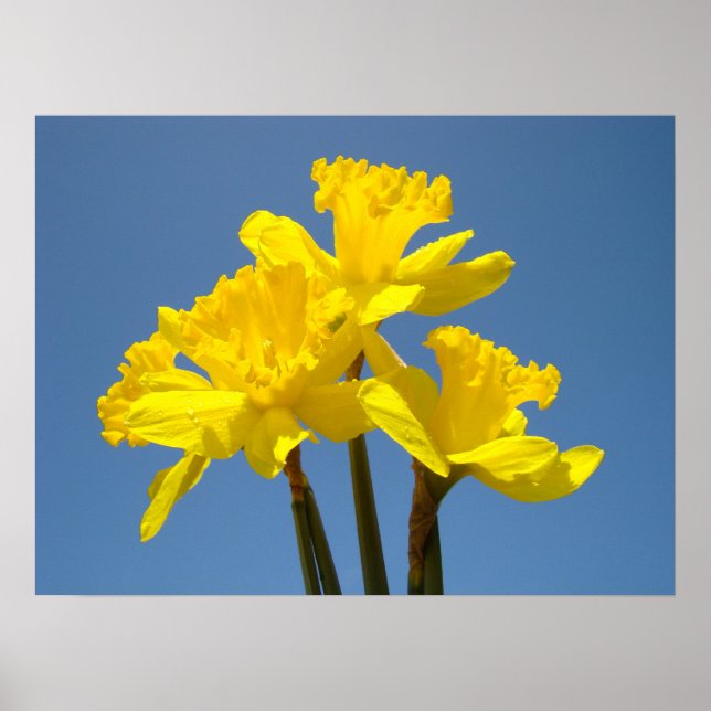 Daffodische Blume Plakatkunst druckt Blue Sky Spri Poster (Vorne)