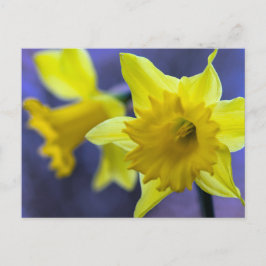 Daffodische Blume Postkarte