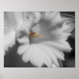 Daffodische Blume teilweise Farbe Poster