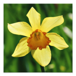Daffodische Fotografie