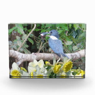 Daffodischer Foto
