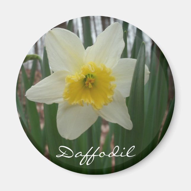 Daffodischer Kühlschrank Magnet (Vorne)