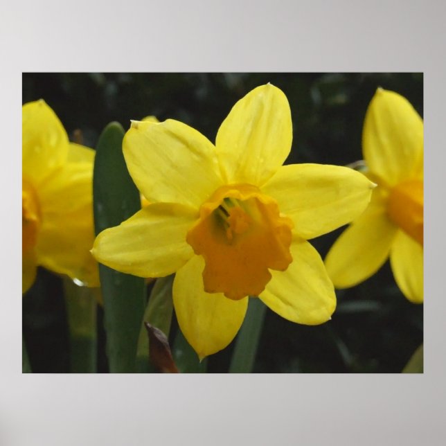 Daffy Poster (Vorne)