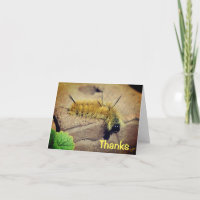 Dagger Moth Raupe Nature Danke Karte
