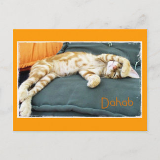 Dahab Cat Daze Postcard Postkarte