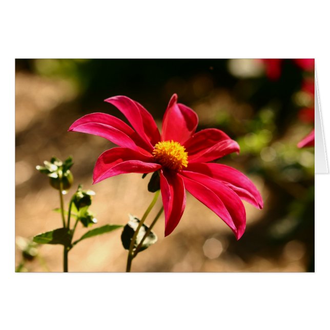 Dahlia (Vorderseite (Horizontal))