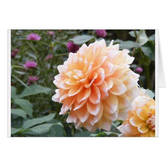 Dahlia (Vorderseite (Horizontal))