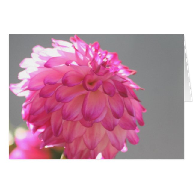 Dahlia 1 (Vorderseite (Horizontal))