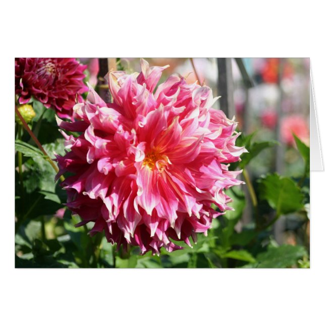 Dahlia 5 (Vorderseite (Horizontal))