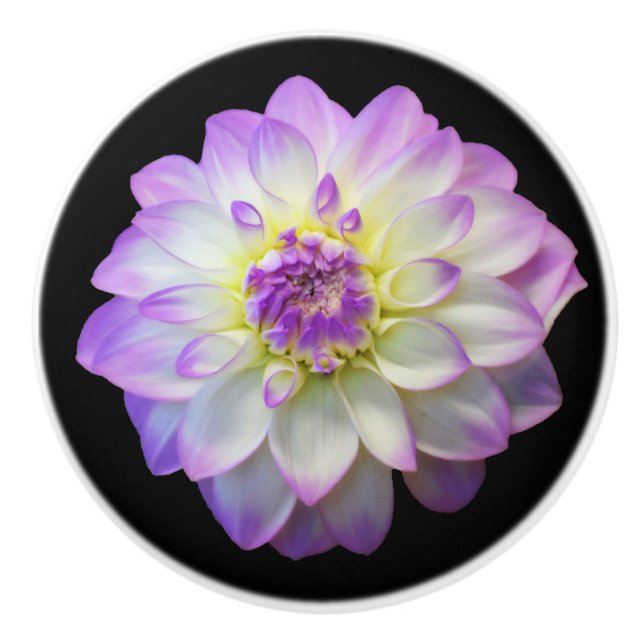 Dahlia auf dem Knob der schwarzen Keramik Keramikknauf (Vorderseite)