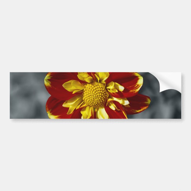 Dahlia Autoaufkleber (Vorne)