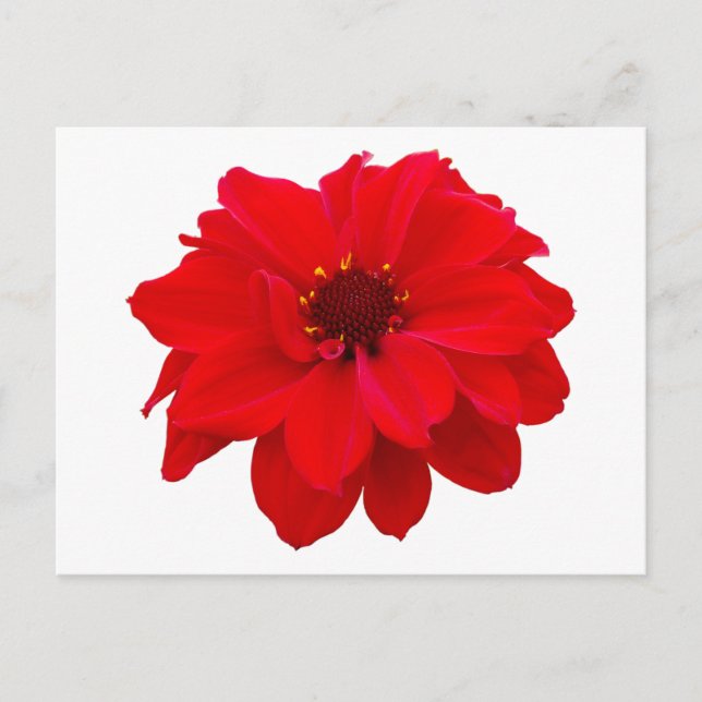 Dahlia - Bischof von Llandaff Postkarte (Vorderseite)
