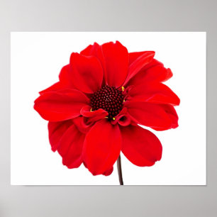 Dahlia Bishop Red Poster