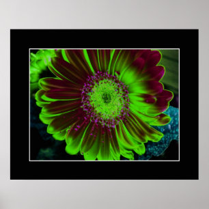 Dahlia Blume Abstrakt Fotografie Grün Poster