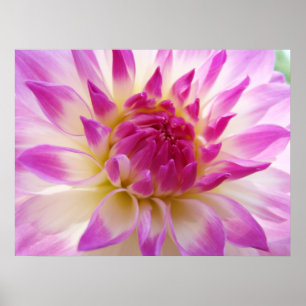 Dahlia Blume druckt Pink White Summer Dahlias Poster