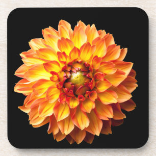 Dahlia Blume Getränkeuntersetzer
