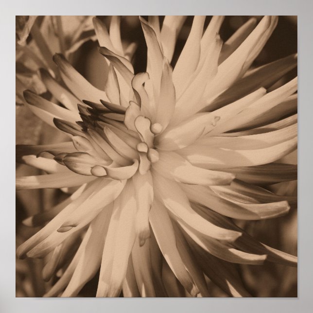 Dahlia-Blume im Vintagen Sepia Nah Poster (Vorne)