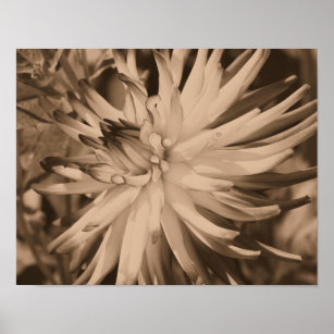 Dahlia-Blume in Sepia Nah Poster
